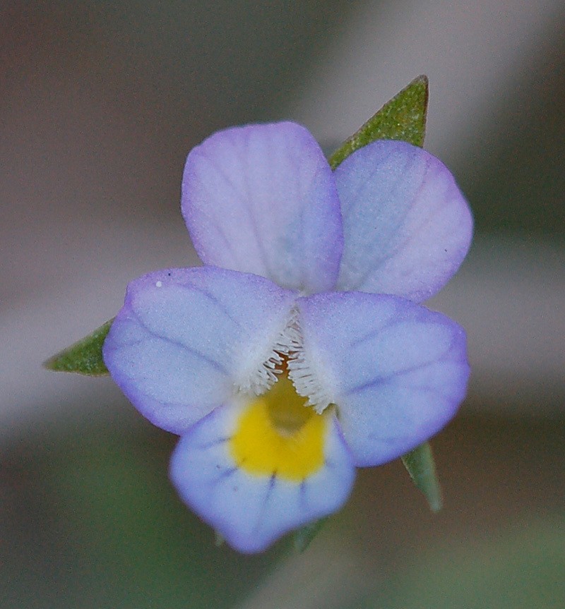 Viola nana photo 4