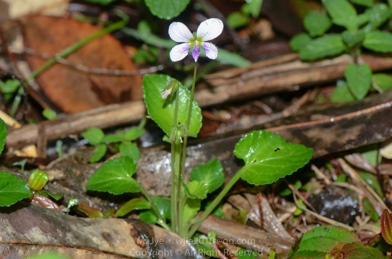 Viola nanlingensis