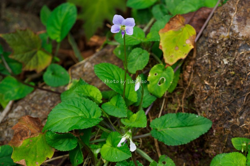 Viola nanlingensis photo 2
