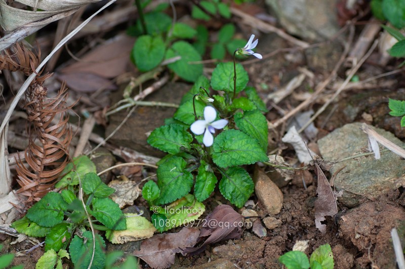 Viola nanlingensis photo 3