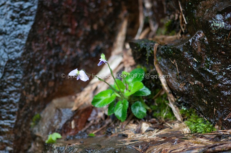Viola nanlingensis photo 4