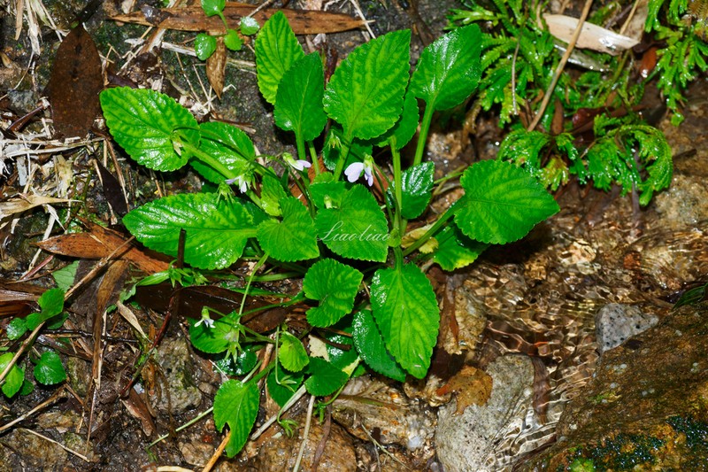 Viola nanlingensis photo 5