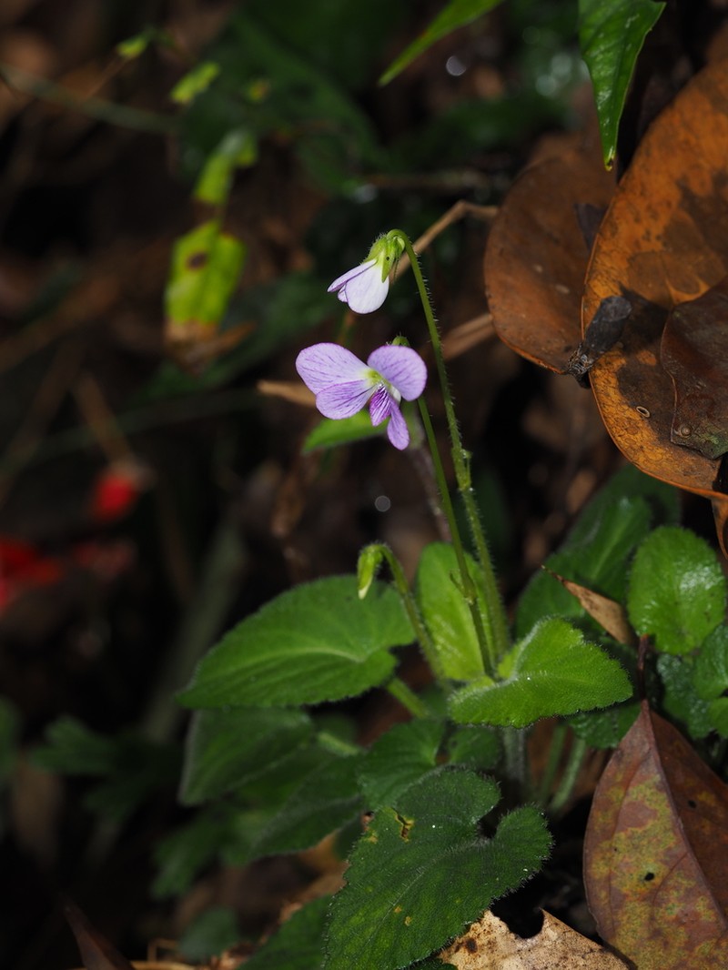 Viola nanlingensis photo 6