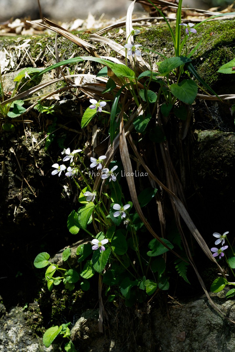 Viola nanlingensis photo 7