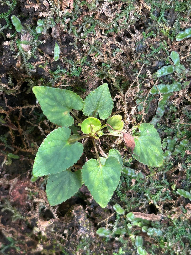 Viola nanlingensis photo 8