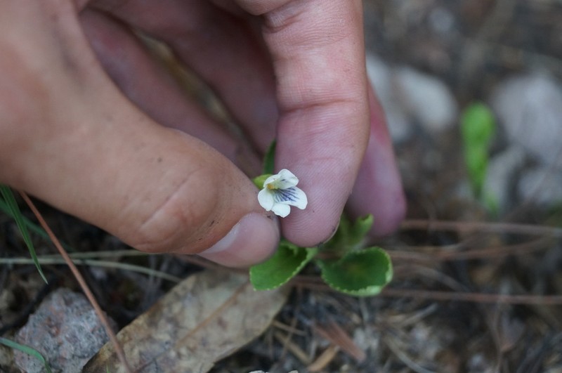 Viola nannei