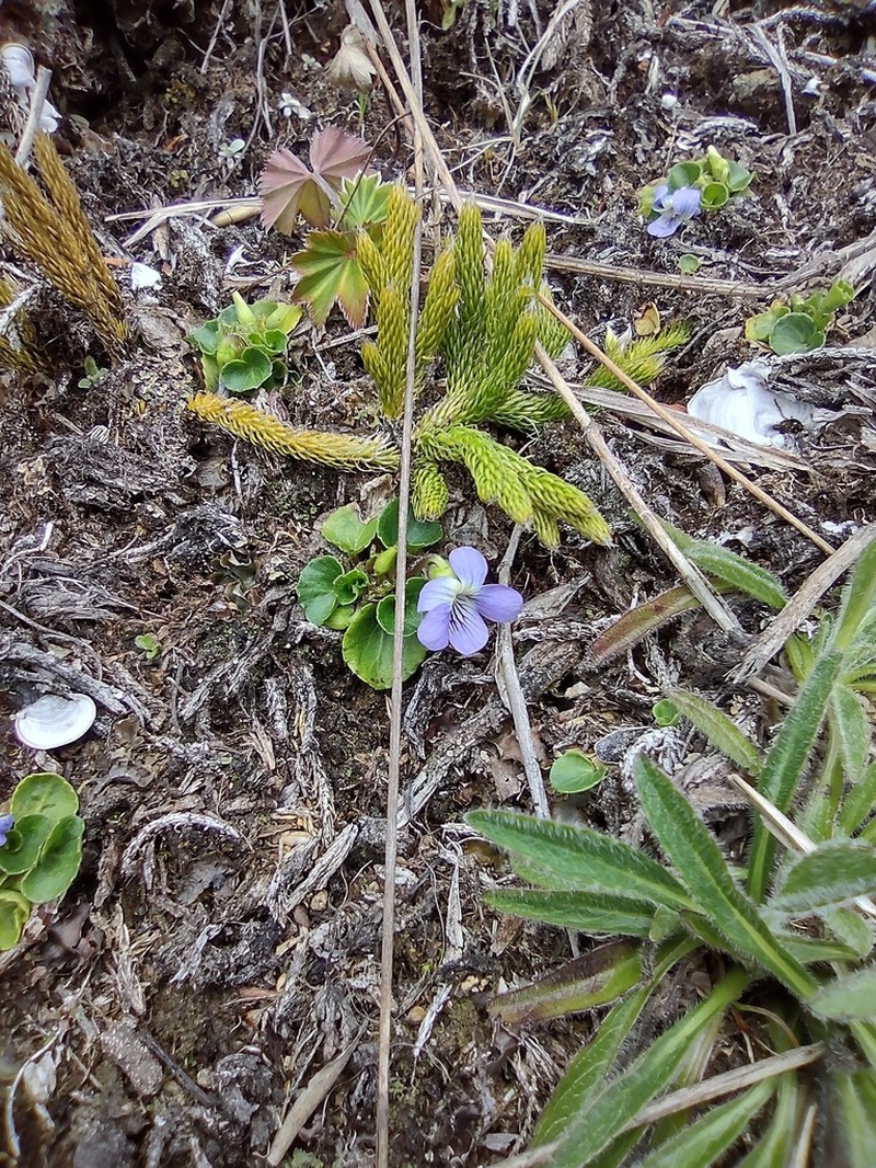 Viola nannei photo 2