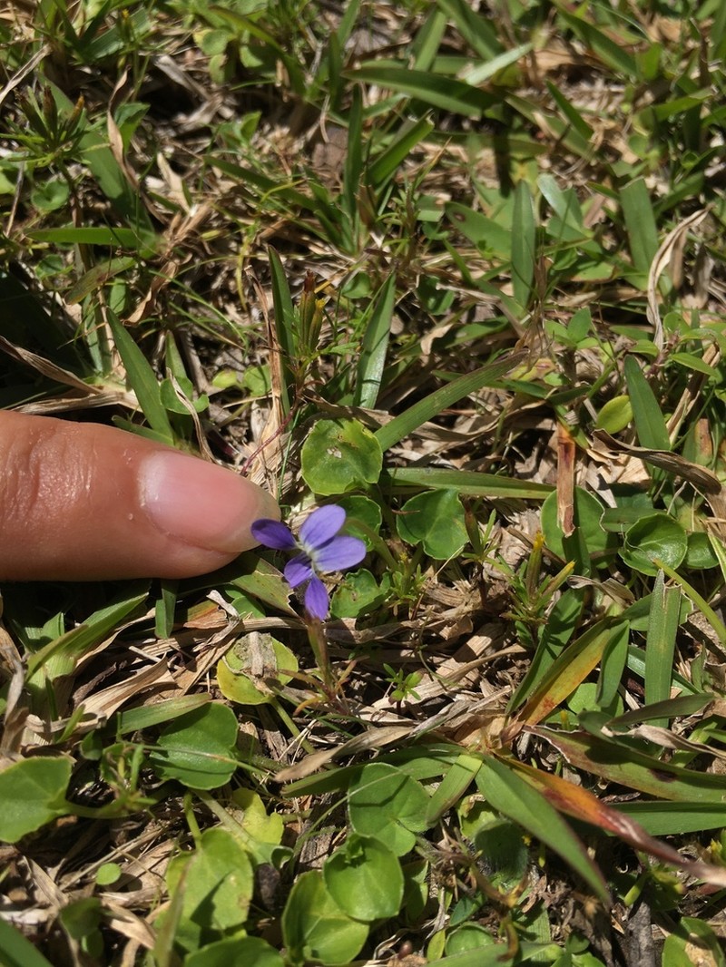 Viola nannei photo 3