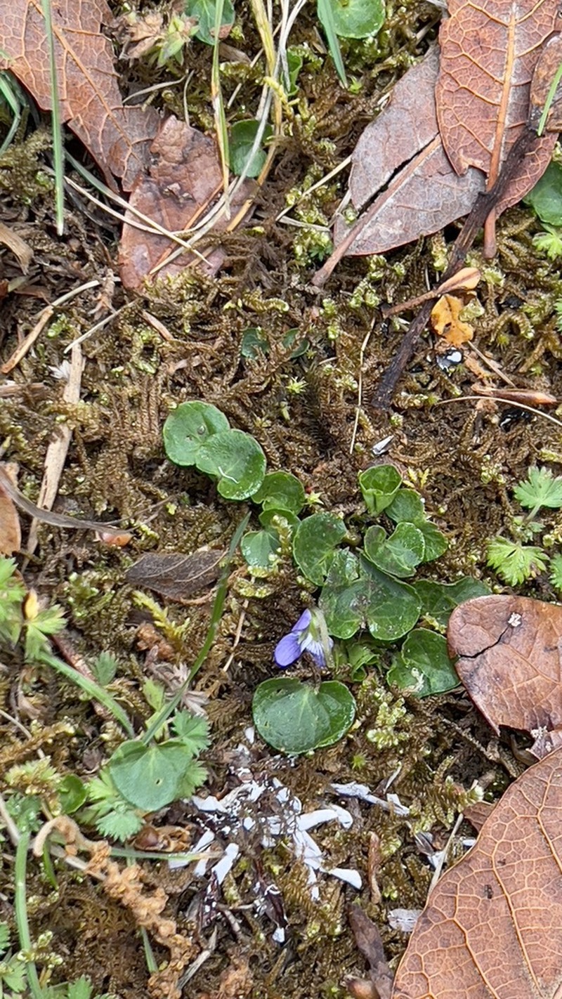 Viola nannei photo 4