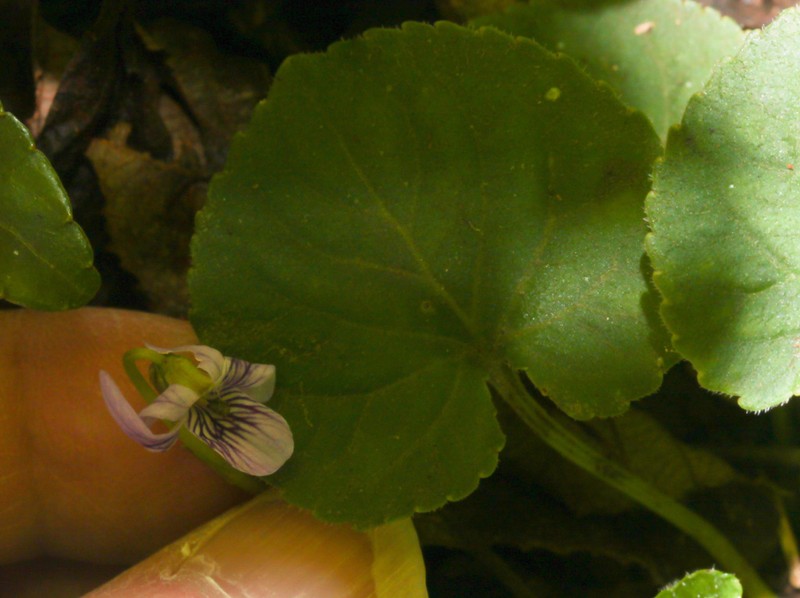 Viola nannei photo 5