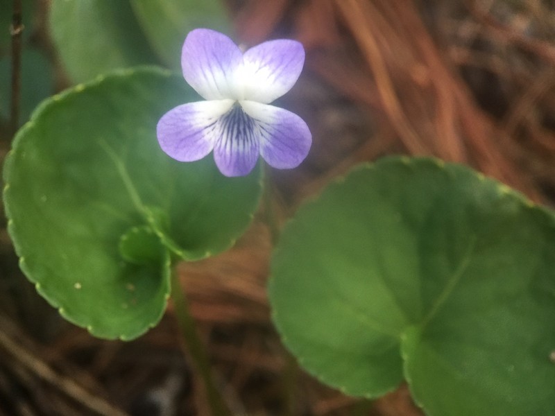 Viola nannei photo 6