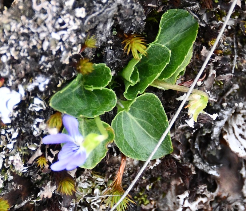 Viola nannei photo 7