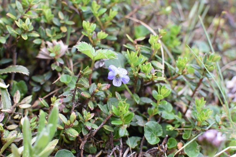 Viola nannei photo 8