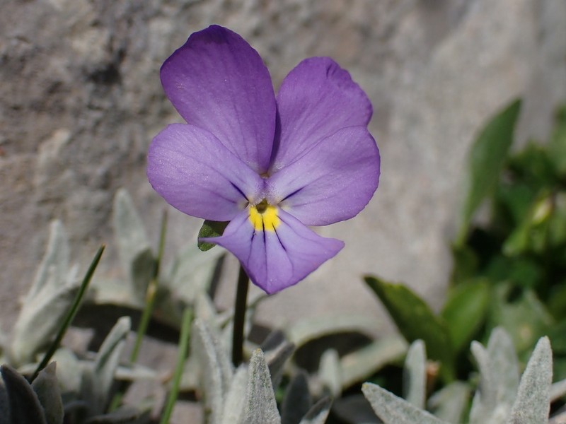Viola nebrodensis