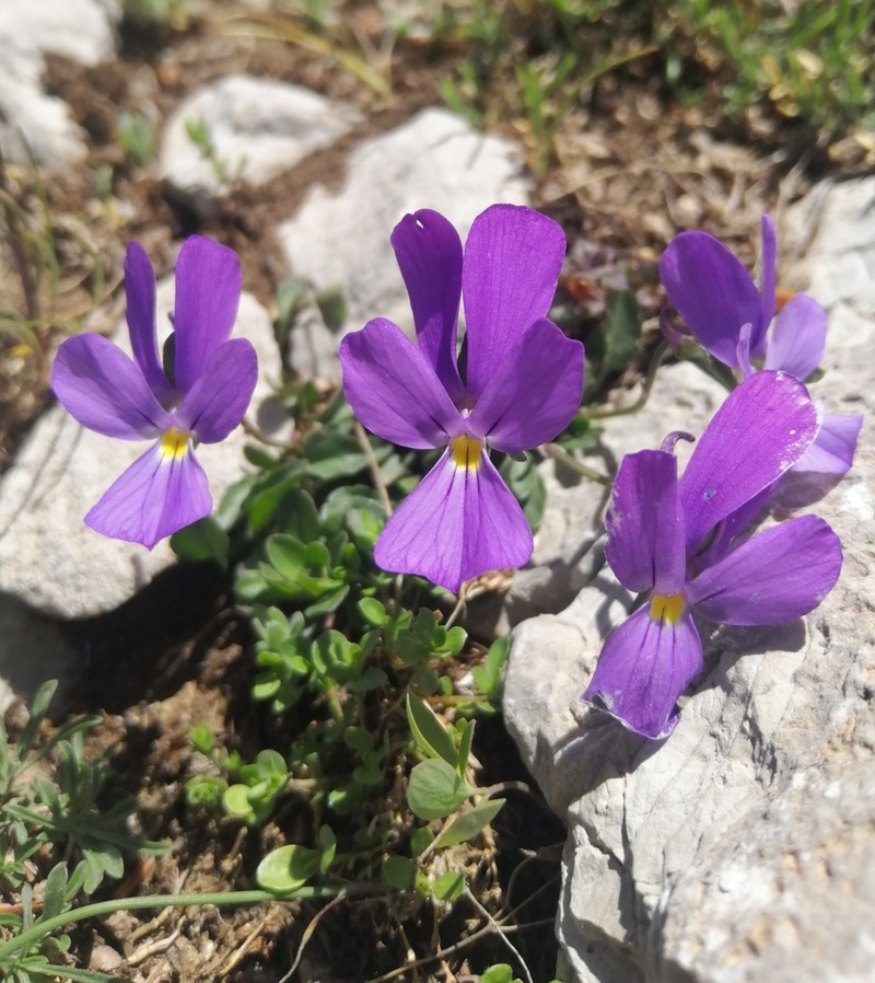 Viola nebrodensis photo 2