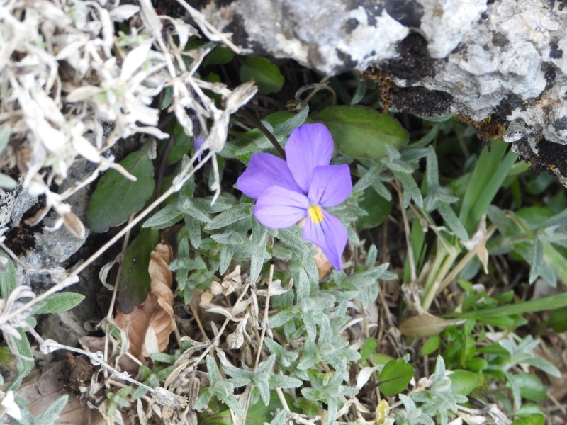Viola nebrodensis photo 3