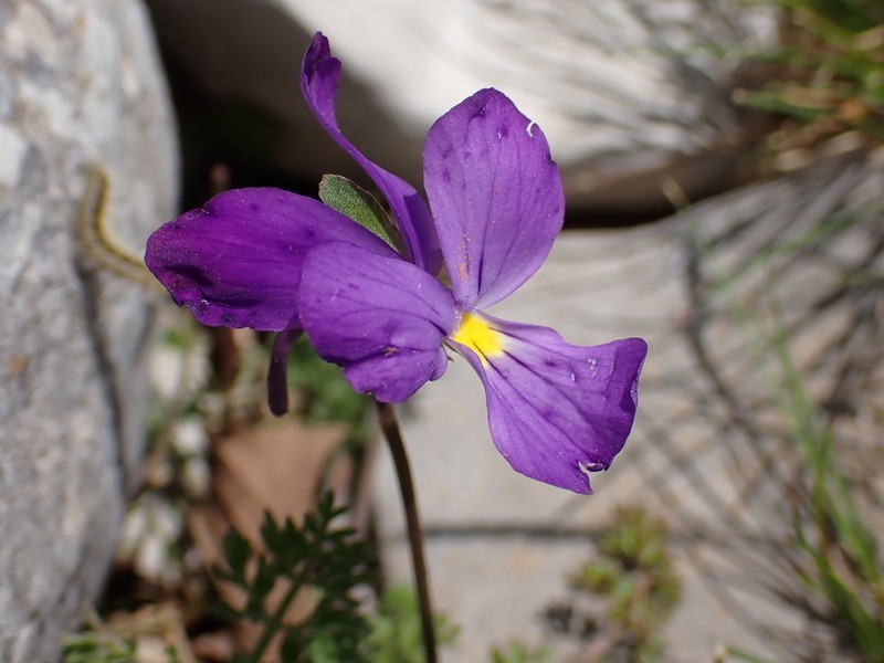 Viola nebrodensis photo 4