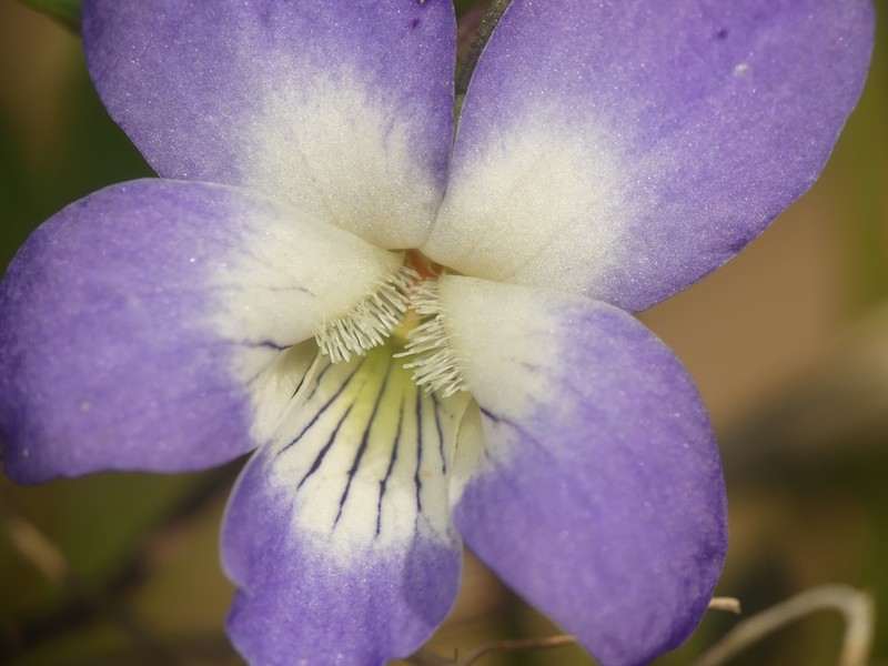 Northern Bog Violet photo 3
