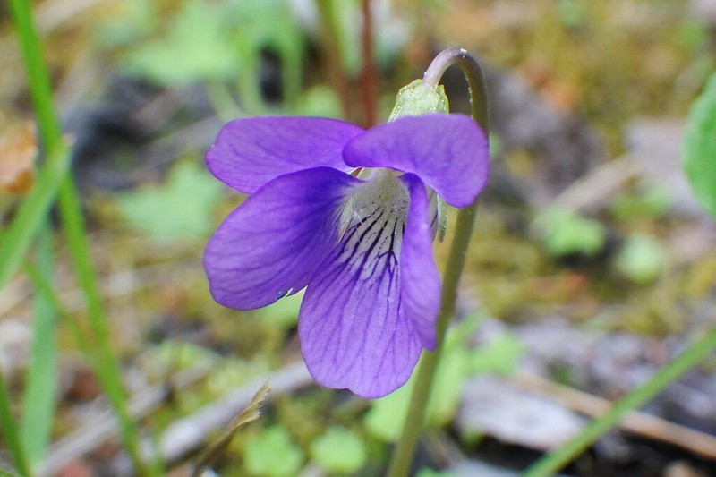 Northern Bog Violet photo 4