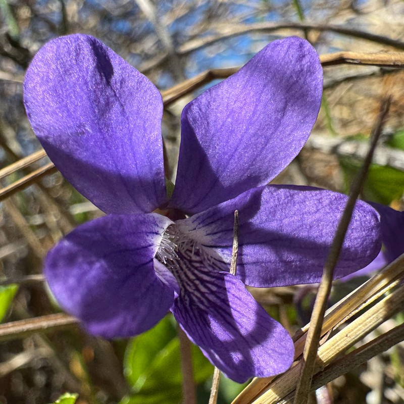 Northern Bog Violet photo 5