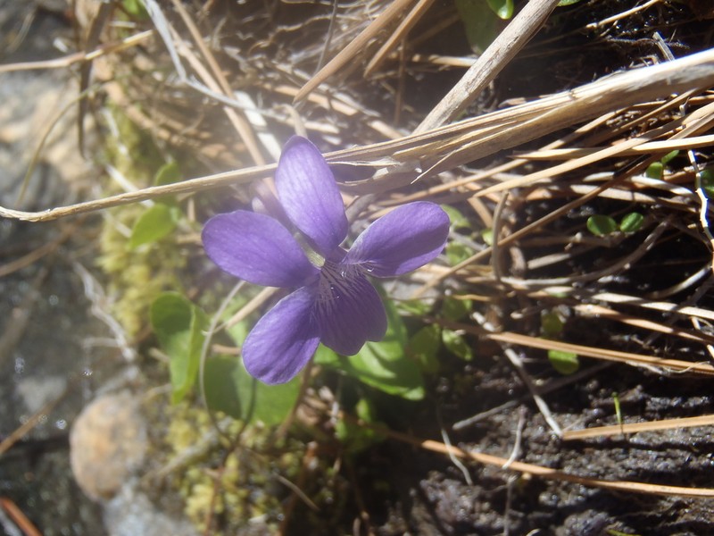 Northern Bog Violet photo 6