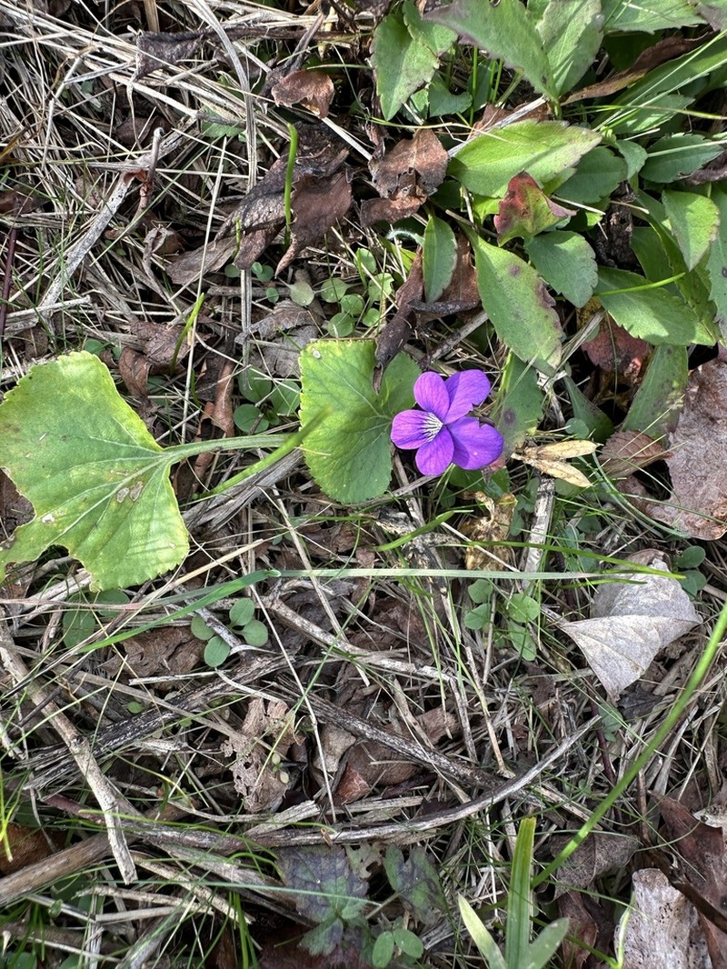 Northern Bog Violet photo 7