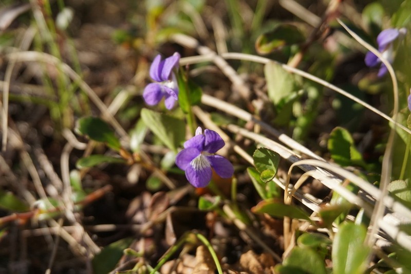 Northern Bog Violet photo 8