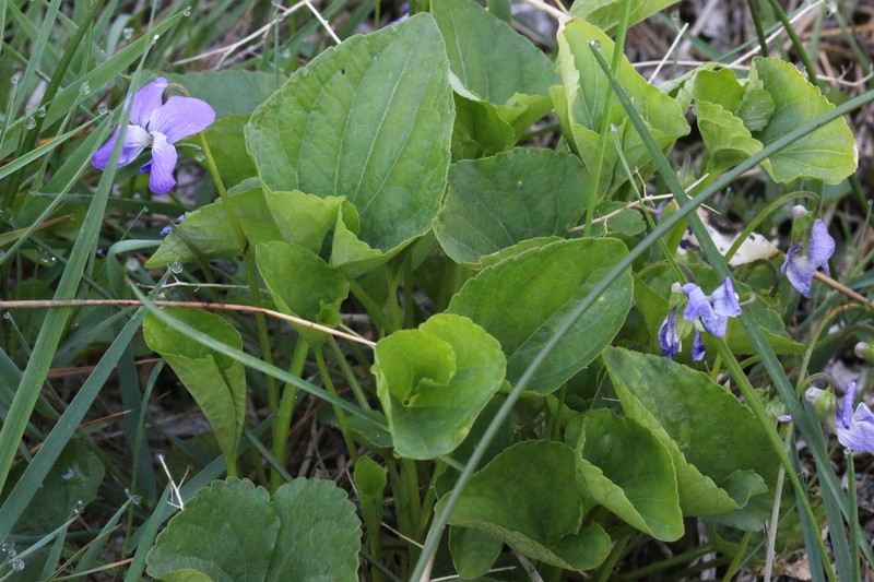 Northern Bog Violet photo 4