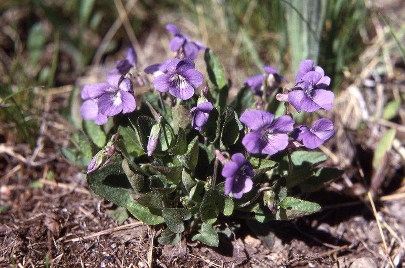 Northern Bog Violet
