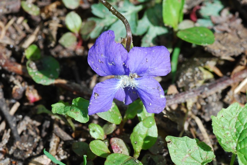 Northern Bog Violet photo 2
