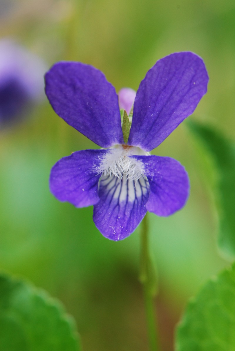 Northern Bog Violet photo 3