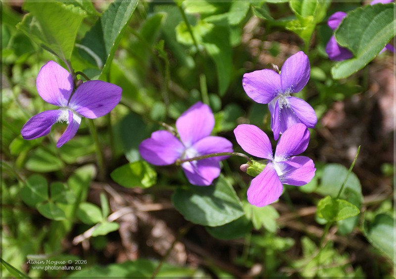New England Blue Violet