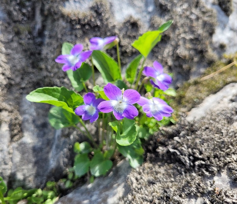 New England Blue Violet photo 2