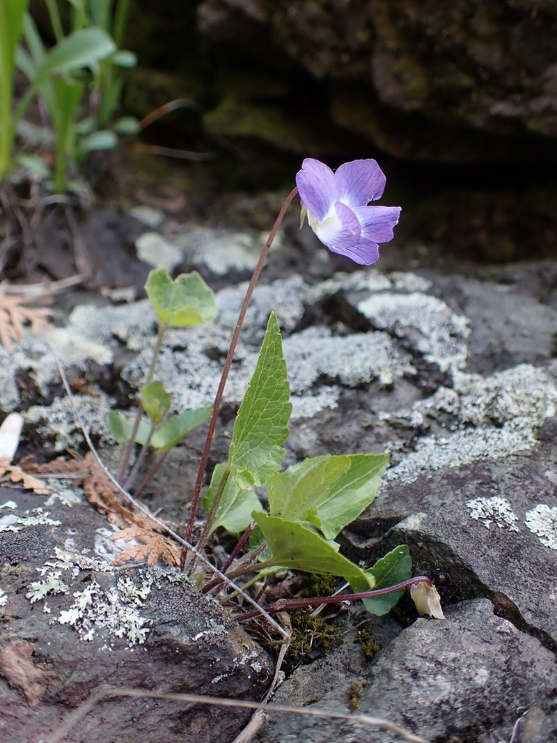 New England Blue Violet photo 3