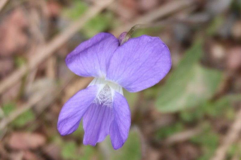 New England Blue Violet photo 6