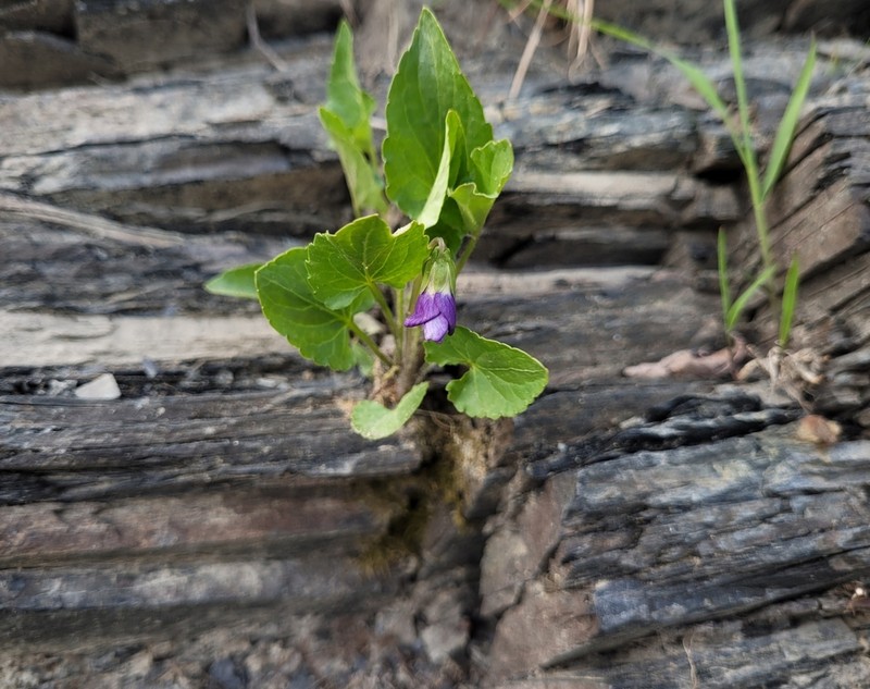 New England Blue Violet photo 8