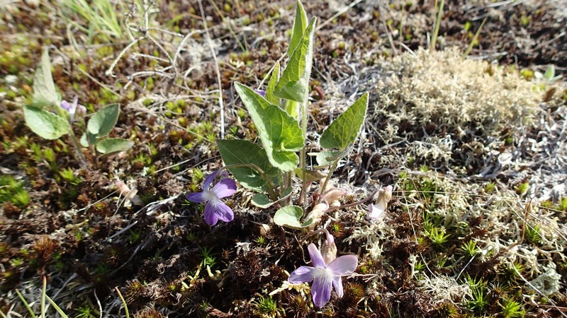 New England Blue Violet photo 5