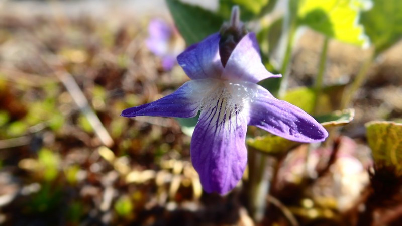 New England Blue Violet