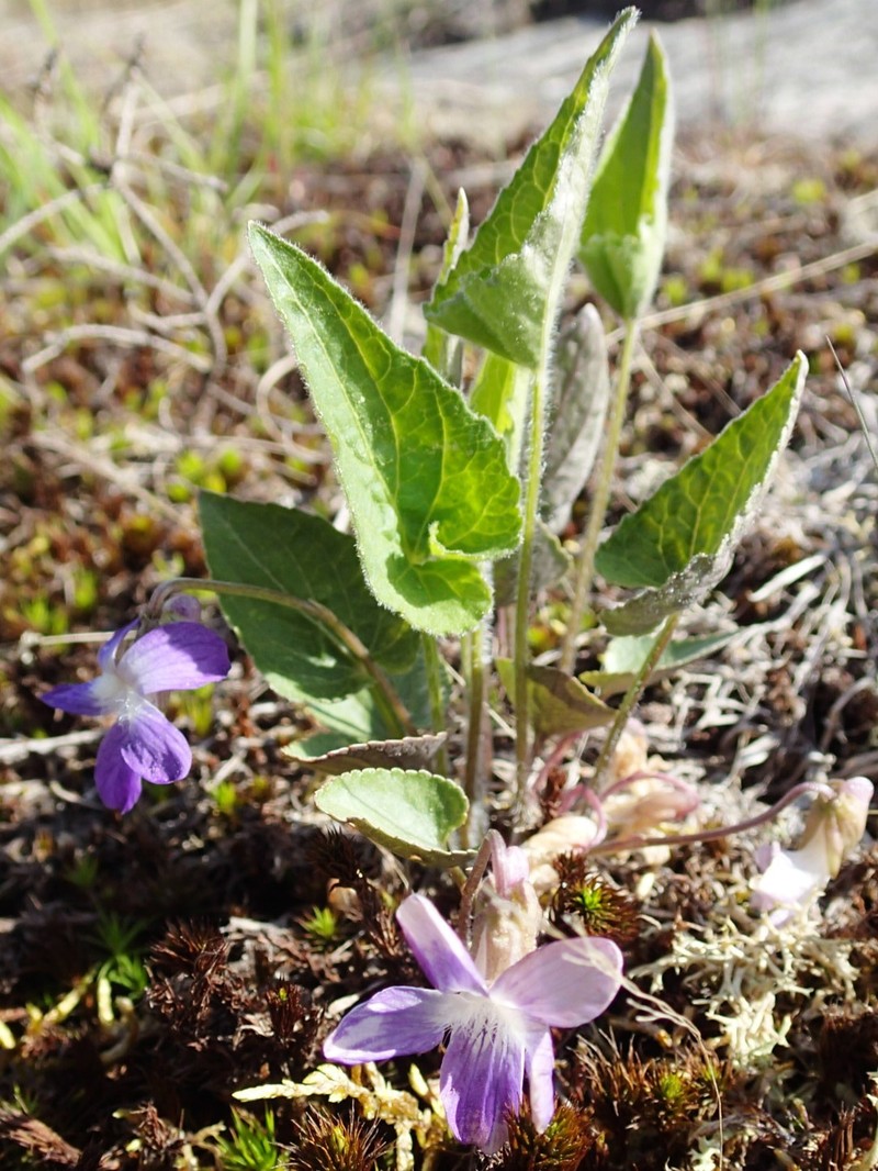 New England Blue Violet photo 6