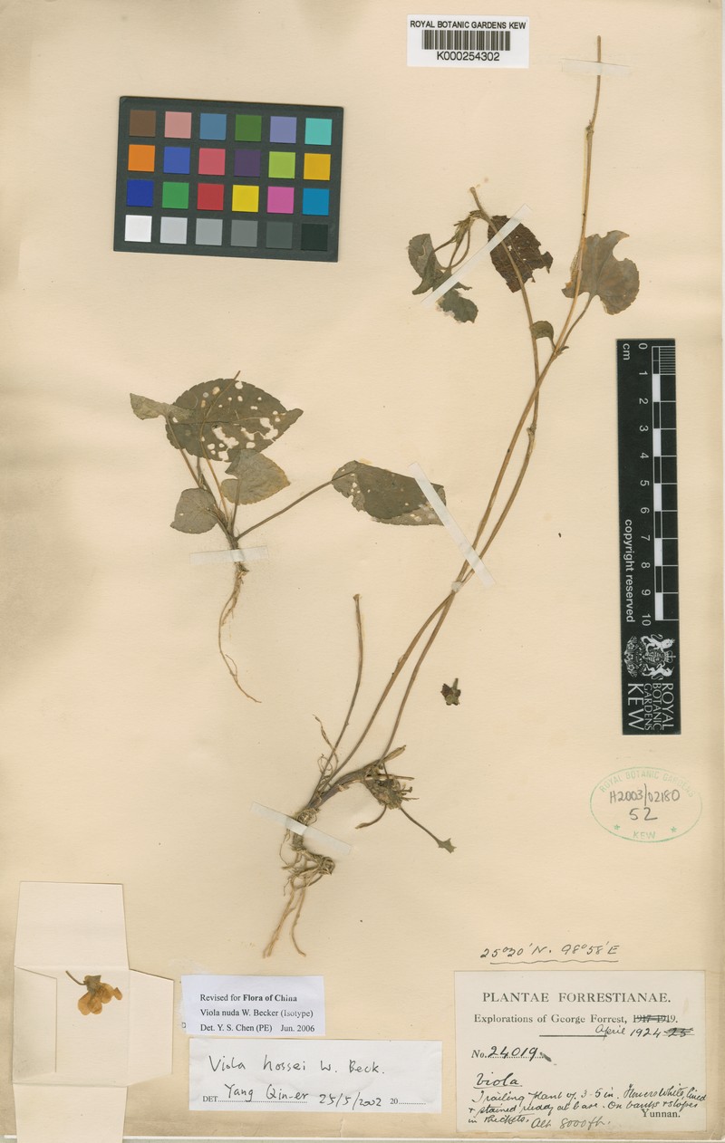 Viola nuda