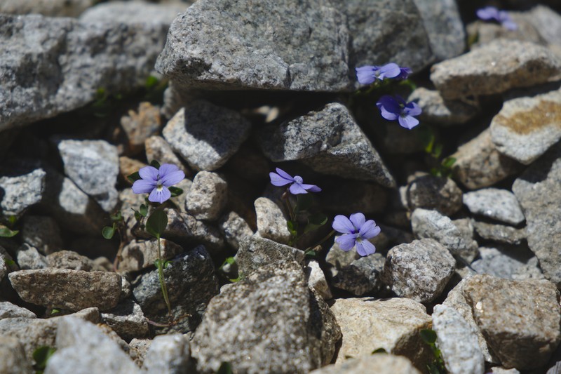 Viola nummulariifolia