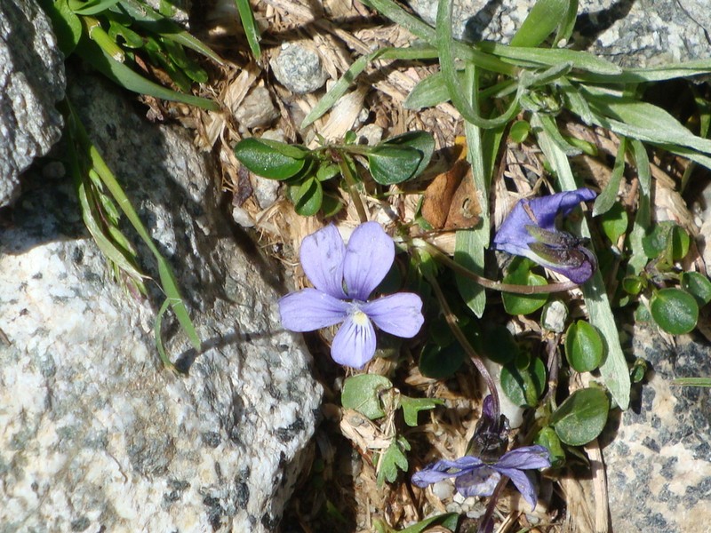 Viola nummulariifolia photo 2