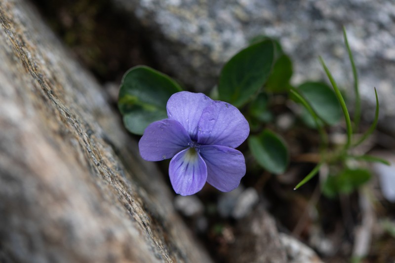 Viola nummulariifolia photo 3