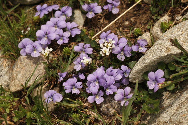 Viola nummulariifolia photo 4