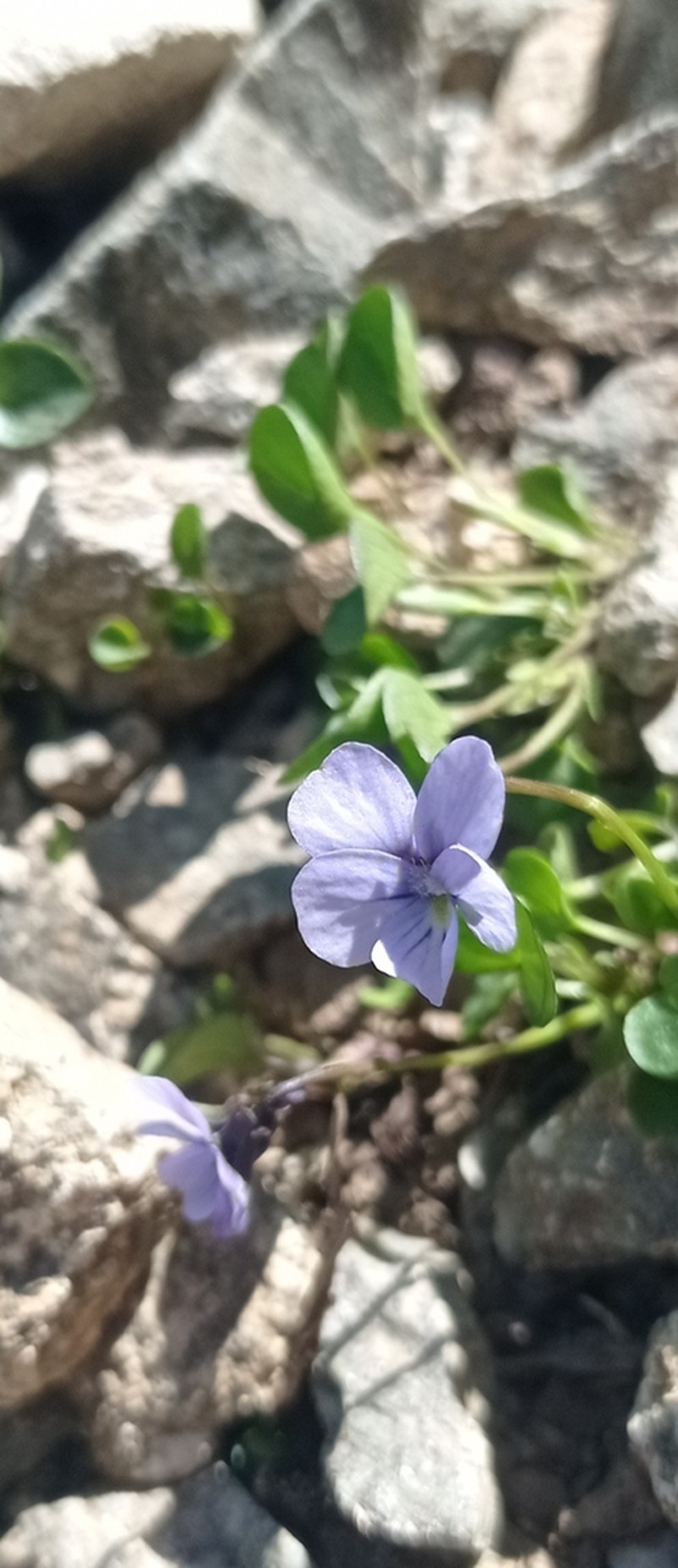 Viola nummulariifolia photo 5