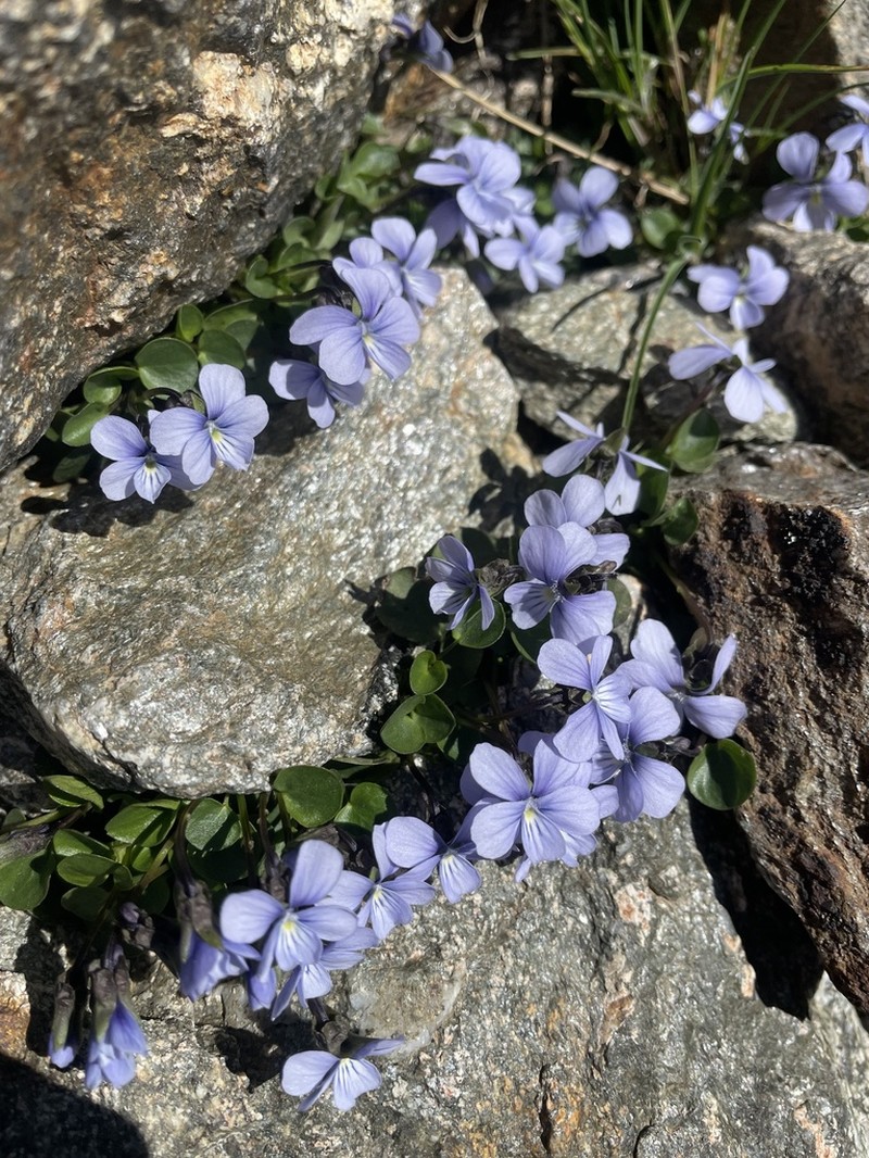 Viola nummulariifolia photo 6