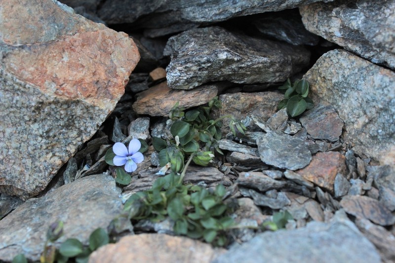 Viola nummulariifolia photo 7
