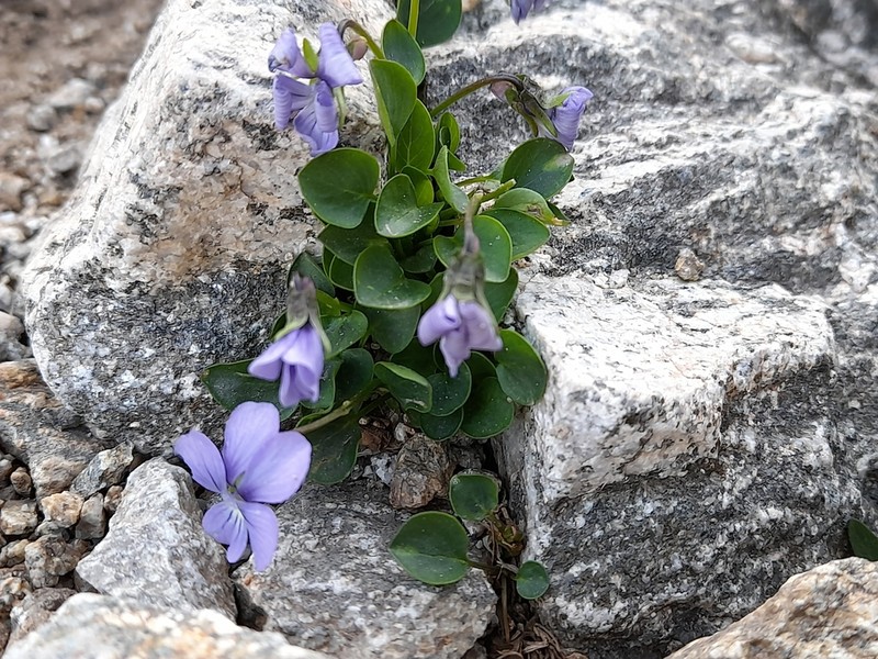 Viola nummulariifolia photo 8