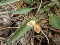 Nuttall's Violet