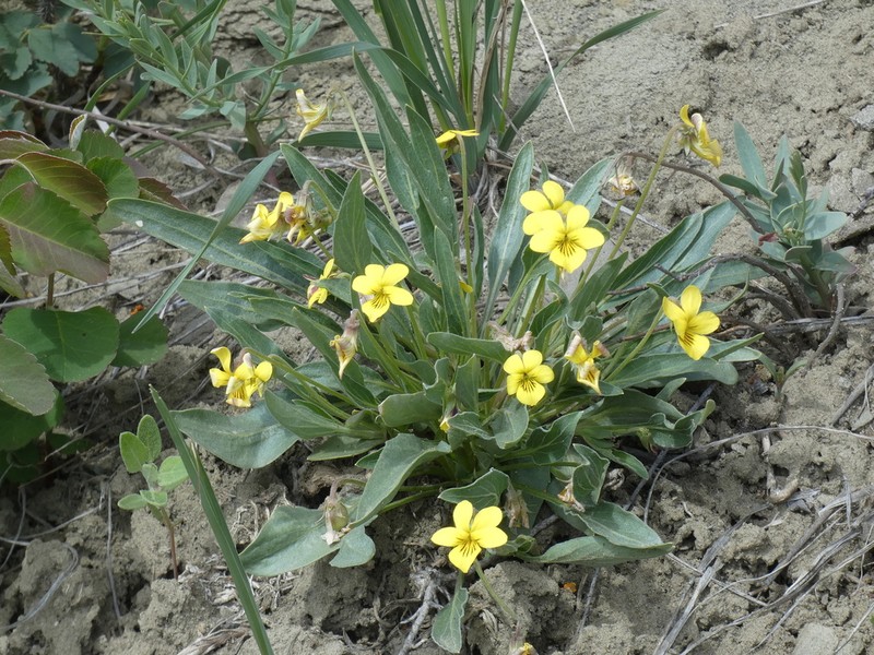 Nuttall's Violet photo 3